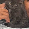 animal, black_cat, blurred_background, closeup, companion, curious, cute, eyes, face, feline, fur, glasses, gray_shirt, hand, indoor, kitten, person, pet, shoulder, young_animal