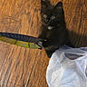 black_cat, claw, curious, cute, domestic_cat, ears, flooring, fur, household, indoor, kitten, object, paw, pet, plastic_bag, playful, small_animal, whiskers, wooden_floor, young_cat