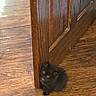adorable, animal, black_cat, cozy, curious, cute, domestic_cat, doorframe, feline, flooring, fluffy, home, indoor, kitten, pet, sitting, small_animal, wood_floor, wooden_door, young