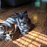 animal, cat, cozy, curious, cute, domestic, feline, furry, indoor, kitten, natural_light, pet, playful, shadow, sitting, small, sunlight, two_animals, wooden_floor, young