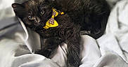 Puddin is registered to the contest to win money with this photo: animal, bed, bell, black_cat, cozy, cute, domestic_cat, furry, indoor, kitten, lying_down, pet, portrait, relaxed, sleepy, soft_texture, whiskers, white_sheets, yellow_bow, young_cat