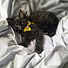 animal, bed, bell, black_cat, cozy, cute, domestic_cat, furry, indoor, kitten, lying_down, pet, portrait, relaxed, sleepy, soft_texture, whiskers, white_sheets, yellow_bow, young_cat