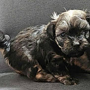 Brunette participe au concours pour gagner de l'argent avec cette photo : dog, puppy, pet, couch, sofa, indoor, fur, fluffy, small_dog, sitting, cute, tail, paws, muzzle, portrait, closeup, brown_and_black, whiskers, fabric, domestic_animal