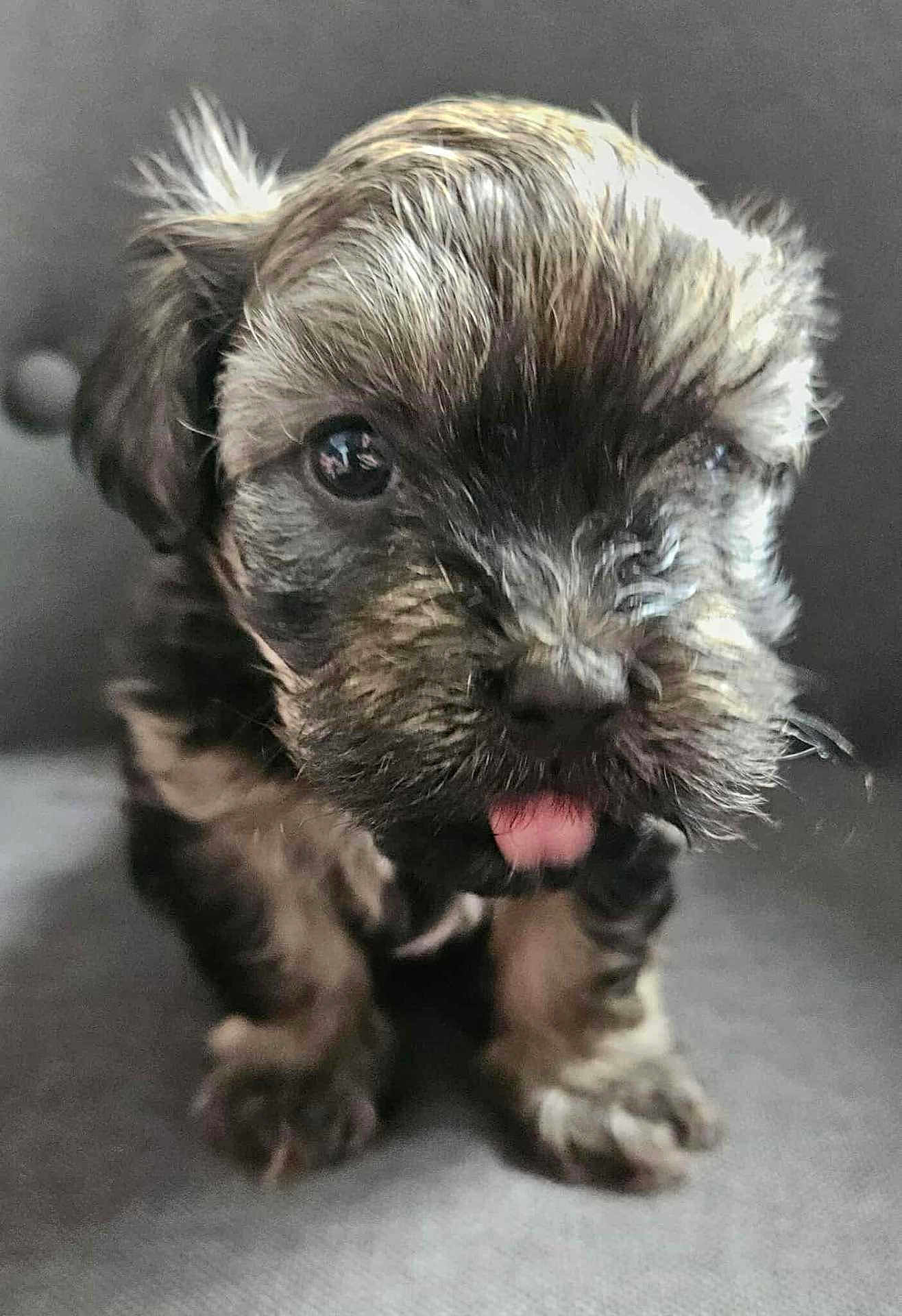 Brunette a rejoint le concours — aidez-le/la à gagner de superbes lots ! puppy, dog, closeup, tongue, fur, pet, puppy_eyes, whiskers, nose, paw, sitting, indoor, couch, soft_texture, adorable, young, face, portrait, brown_fur, black_fur