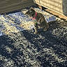 kitten, cat, toy, collar, indoor, carpet, rug, sunlight, shadow, couch, wood_floor, playful, pet, feline, domestic_animal, small_animal, home, cute, young, curious