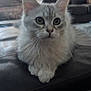 Ezra is registered to the contest to win money with this photo: animal, cat, closeup, couch, curious, cute, domestic, ears, furniture, furry, gray, indoor, kitten, leather, living_room, paws, pet, soft, whiskers, young
