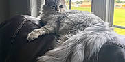 Ezra is registered to the contest to win money with this photo: animal, cat, couch, domestic, fluffy, fur, gray, greenery, home, indoor, leather, lounging, natural_light, pet, relaxed, resting, sunlight, tail, white, window
