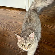 Ezra joined the competition — help win amazing prizes! alert, animal, cat, curious, cute, domestic_cat, feline, fur, green_eyes, house_pet, indoor, long_hair, mammal, pet, small, tabby, tail, walking, whiskers, wooden_floor