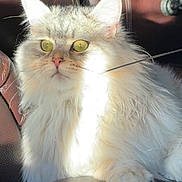 Ezra joined the competition — help win amazing prizes! animal, bright_light, cat, close_up, cute, domestic_animal, feline, fluffy, fur, indoor, leather_chair, pet, pink_nose, portrait, relaxed, shadow, sitting, sunlight, whiskers, yellow_eyes