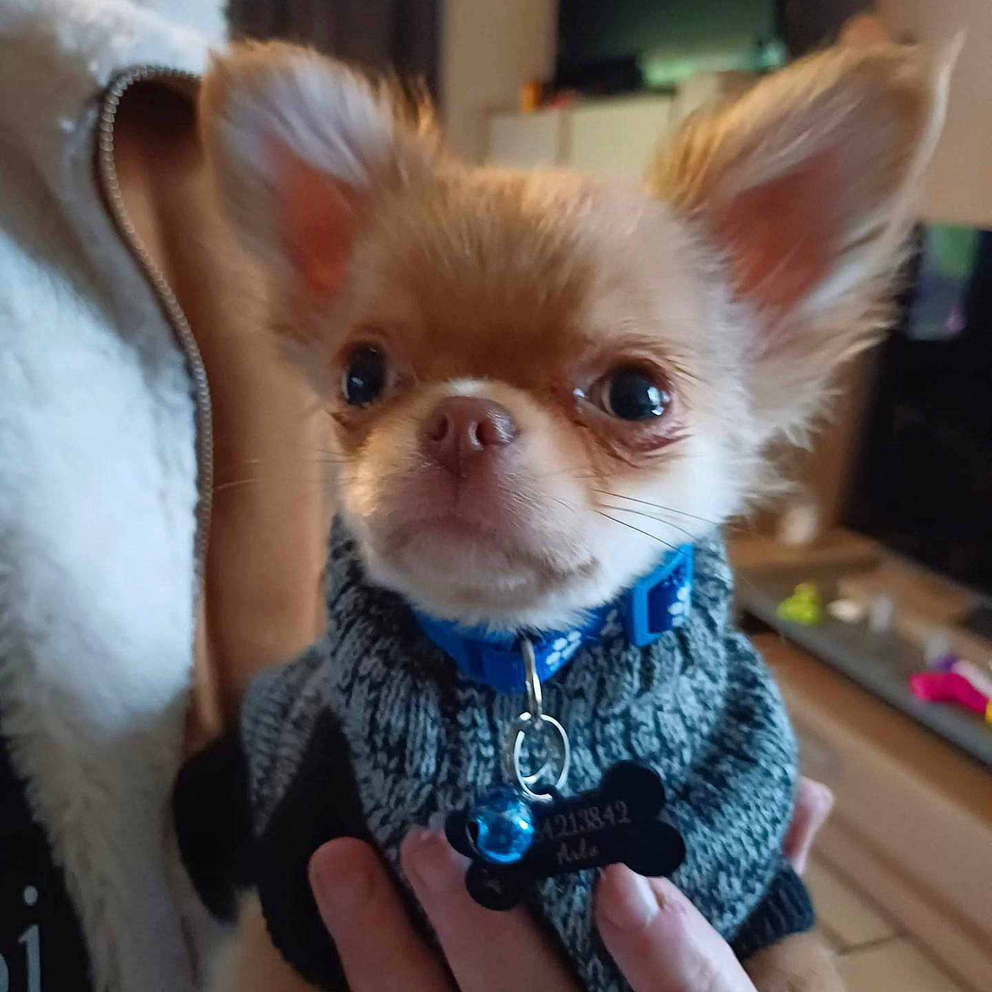 Arlo participe au concours pour gagner de l'argent avec cette photo : accessories, animal, bodypart, canine, chihuahua, clothing, dog, face, finger, hand, head, jewelry, knitwear, necklace, person, pet, photography, portrait, puppy, sweater