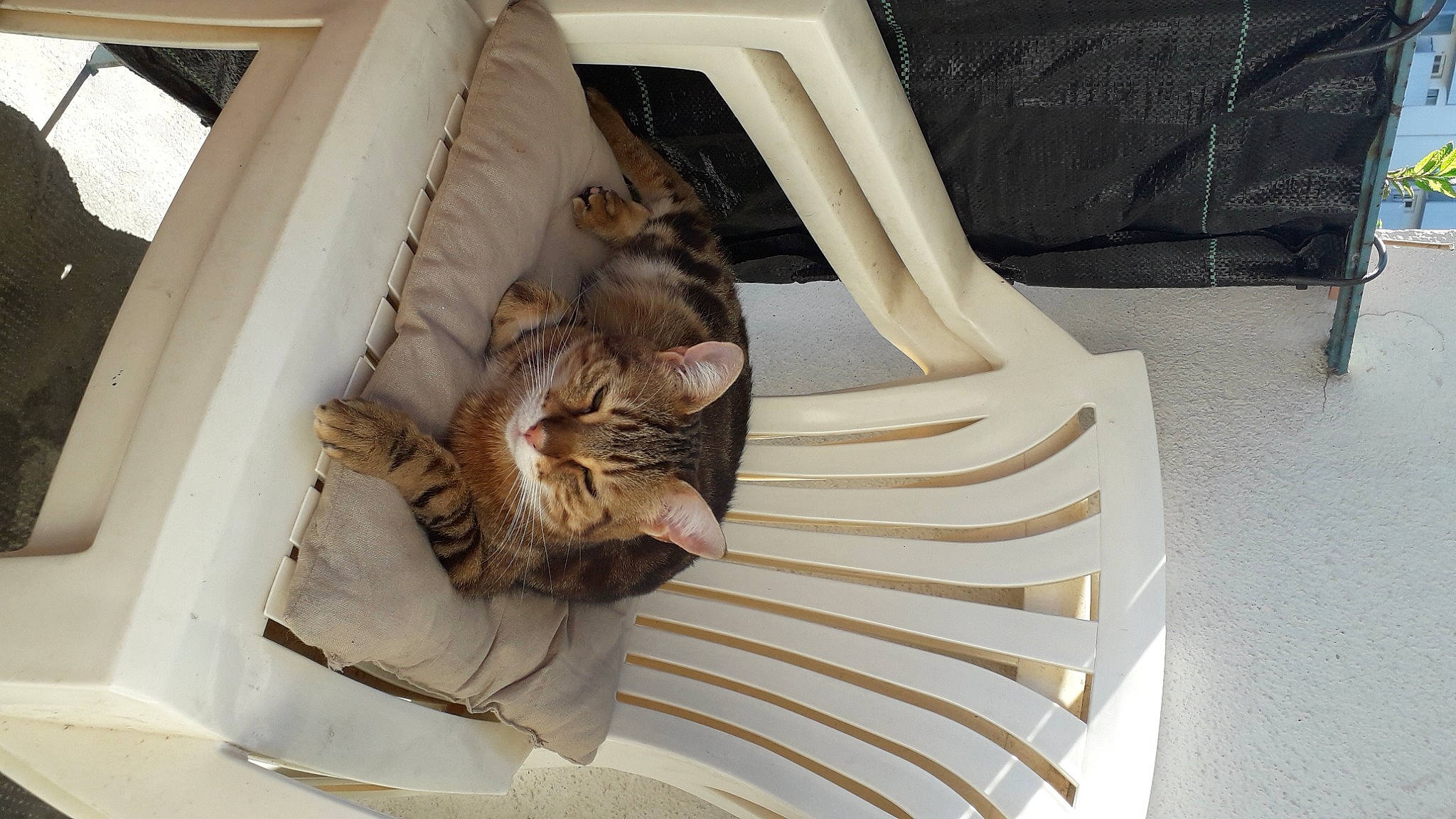 Tigrou participe au concours pour gagner de l'argent avec cette photo : beige, carnivore, cat, cat_supply, comfort, couch, domestic_short_haired_cat, fawn, felidae, fur, pet_supply, small_to_medium_sized_cats, stairs, tail, whiskers, wood