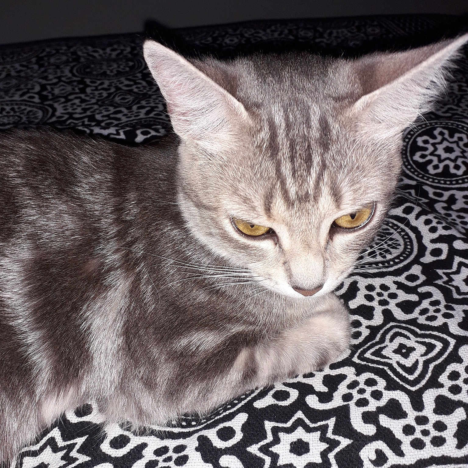 Dina