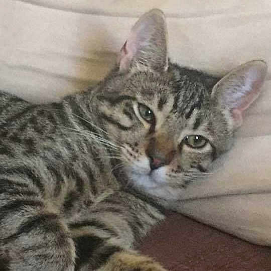 Calypso