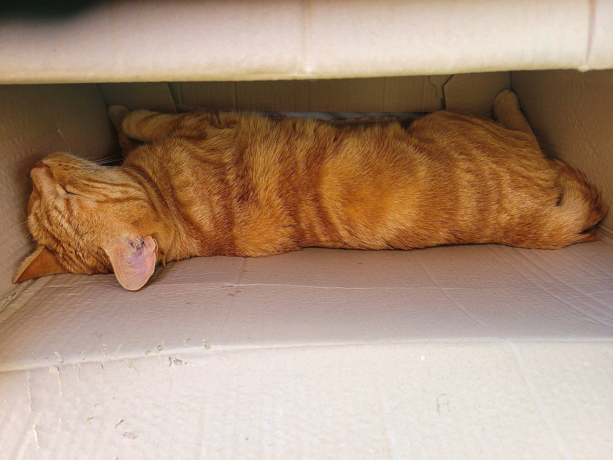 Gamin a rejoint le concours — aidez-le/la à gagner de superbes lots ! carnivore, comfort, domestic_short_haired_cat, fawn, felidae, flooring, fur, hardwood, human_body, human_leg, leg, linens, nap, pattern, room, small_to_medium_sized_cats, tail, tints_and_shades, whiskers, wood