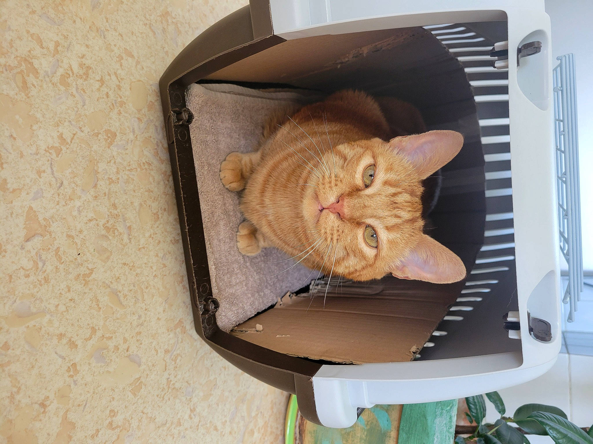 Gamin participe au concours pour gagner de l'argent avec cette photo : bag, carnivore, cat, cat_supply, chair, comfort, domestic_short_haired_cat, fawn, felidae, fur, pet_supply, small_to_medium_sized_cats, tail, whiskers, wood