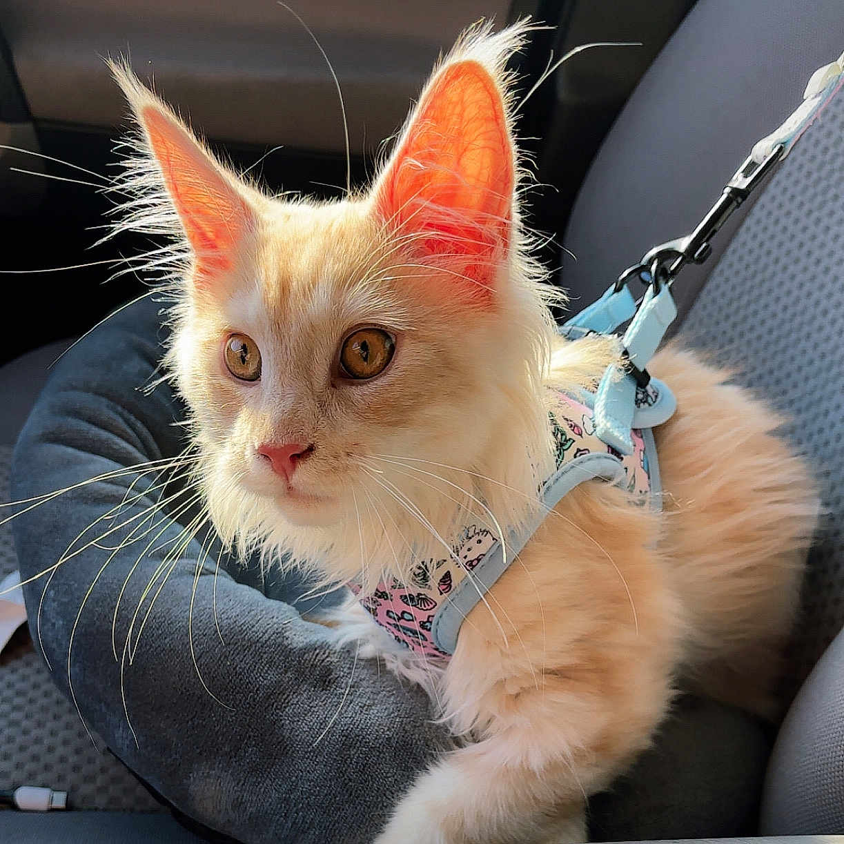 Romi joined the competition — help win amazing prizes! abyssinian, accessories, angora, animal, belt, cat, chair, couch, cushion, formalwear, furniture, harness, homedecor, kitten, leash, manx, pet, siamese, strap, tie