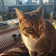 Kitty is registered to the contest to win money with this photo: animal, blanket, cat, closeup, cozy, curious, domestic_cat, feline, furniture, green_eyes, home, indoor, mammal, pet, relaxed, soft_light, sunlight, tabby_cat, whiskers, window