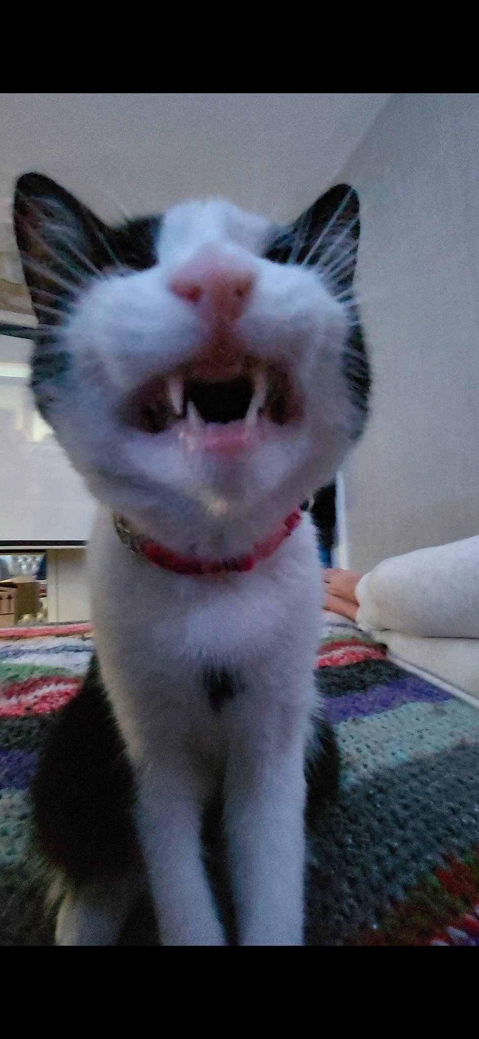 Oreo joined the competition — help win amazing prizes! carnivore, cat, collar, dog_breed, domestic_short_haired_cat, fang, felidae, fur, paw, small_to_medium_sized_cats, snout, tail, terrestrial_animal, whiskers