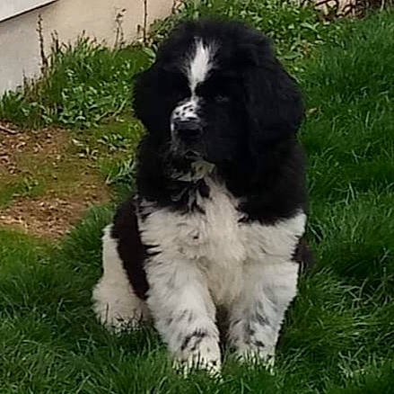 Ornelia participe au concours pour gagner de l'argent avec cette photo : bored, canidae, carnivore, companion_dog, dog, dog_breed, fur, grass, gun_dog, liver, non_sporting_group, plant, spaniel, sporting_group, terrestrial_animal, toy_dog, water_dog, working_animal