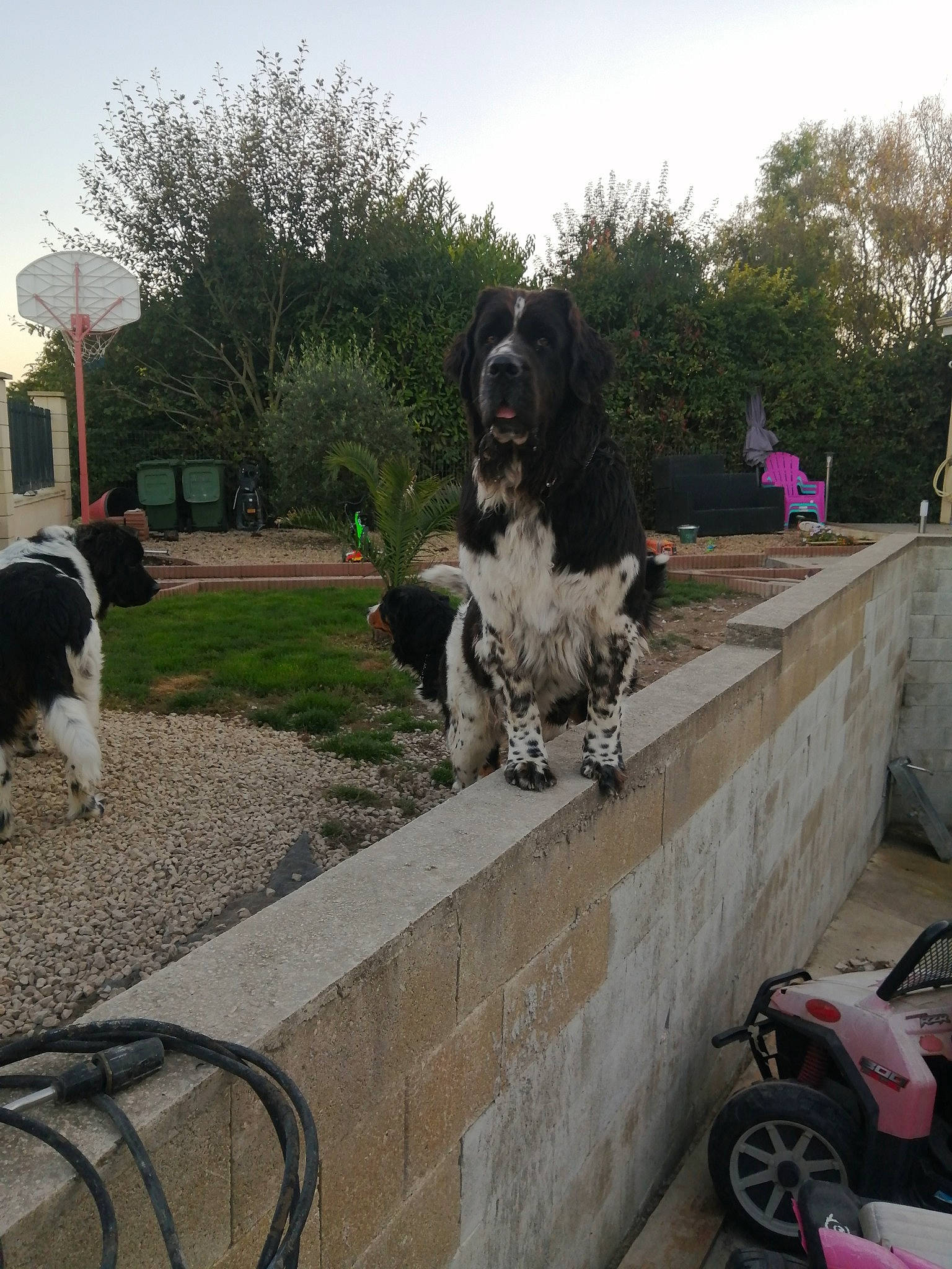 Ornelia participe au concours pour gagner de l'argent avec cette photo : art, canidae, carnivore, cloud, companion_dog, dog, dog_breed, fur, mammal, motor_vehicle, plant, sky, snout, sporting_group, tail, tire, tree, vehicle, vertebrate, wheel