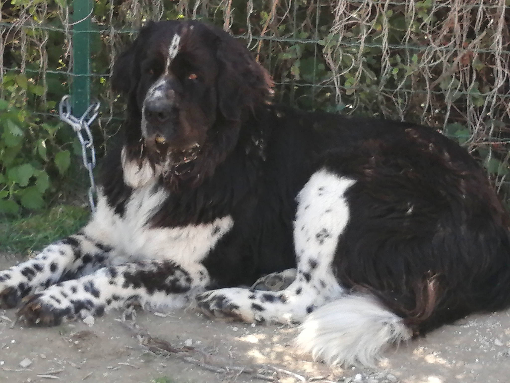 Ornelia participe au concours pour gagner de l'argent avec cette photo : bored, canidae, carnivore, cocker_spaniel, companion_dog, dog, dog_breed, fence, fur, gun_dog, hunting_dog, mesh, plant, russian_spaniel, spaniel, sporting_group, terrestrial_animal, whiskers, working_animal, working_dog