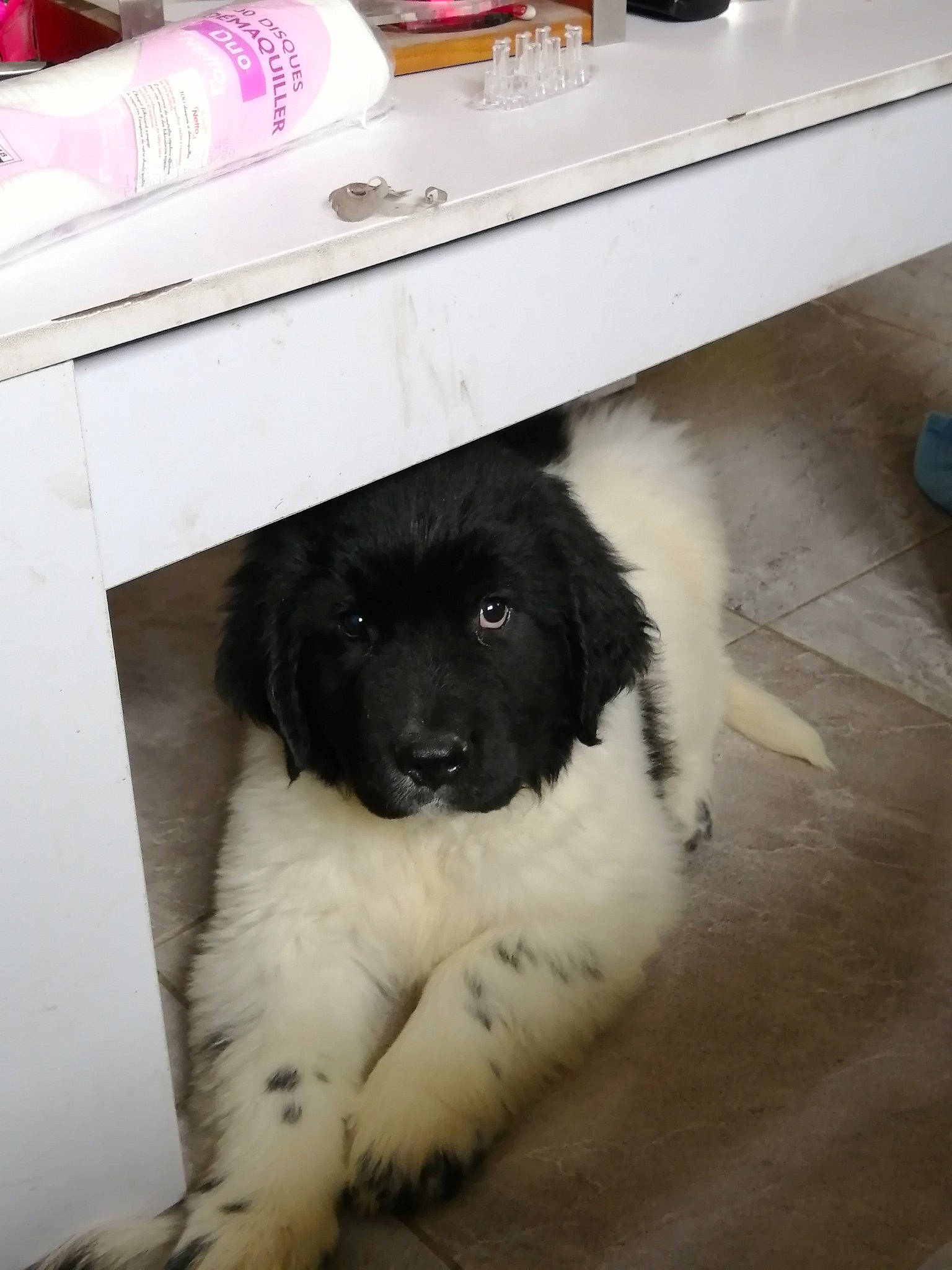 Syrko a rejoint le concours — aidez-le/la à gagner de superbes lots ! canidae, carnivore, companion_dog, dog, dog_breed, floor, flooring, fur, giant_dog_breed, great_pyrenees, landseer, moscow_watchdog, paw, puppy, pyrenean_mastiff, snout, sporting_group, tail, working_animal, working_dog