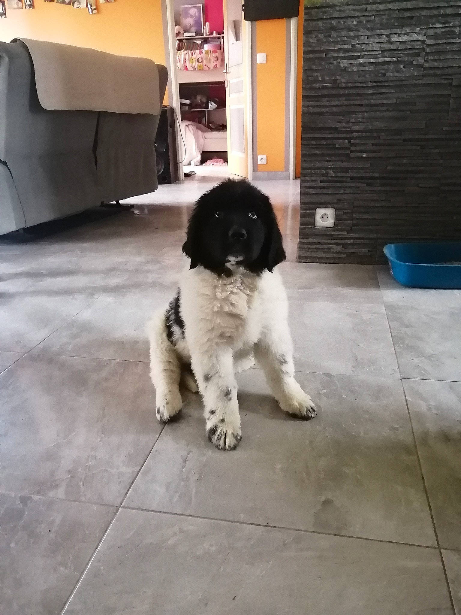 Syrko a rejoint le concours — aidez-le/la à gagner de superbes lots ! automotive_tire, building, canidae, carnivore, companion_dog, dog, dog_breed, door, floor, flooring, fur, giant_dog_breed, gun_dog, non_sporting_group, snout, spaniel, sporting_group, tail, toy_dog, working_animal