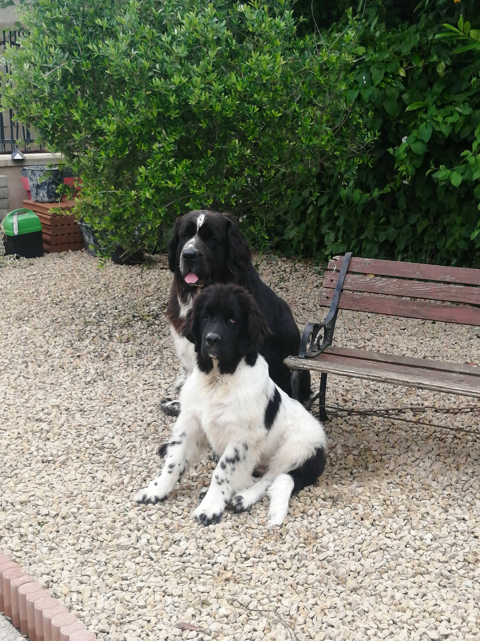 Syrko a rejoint le concours — aidez-le/la à gagner de superbes lots ! canidae, carnivore, cocker_spaniel, collar, companion_dog, dog, dog_breed, dog_collar, fur, grass, gun_dog, plant, pointing_breed, snout, spaniel, sporting_group, tail, tree, working_animal, working_dog