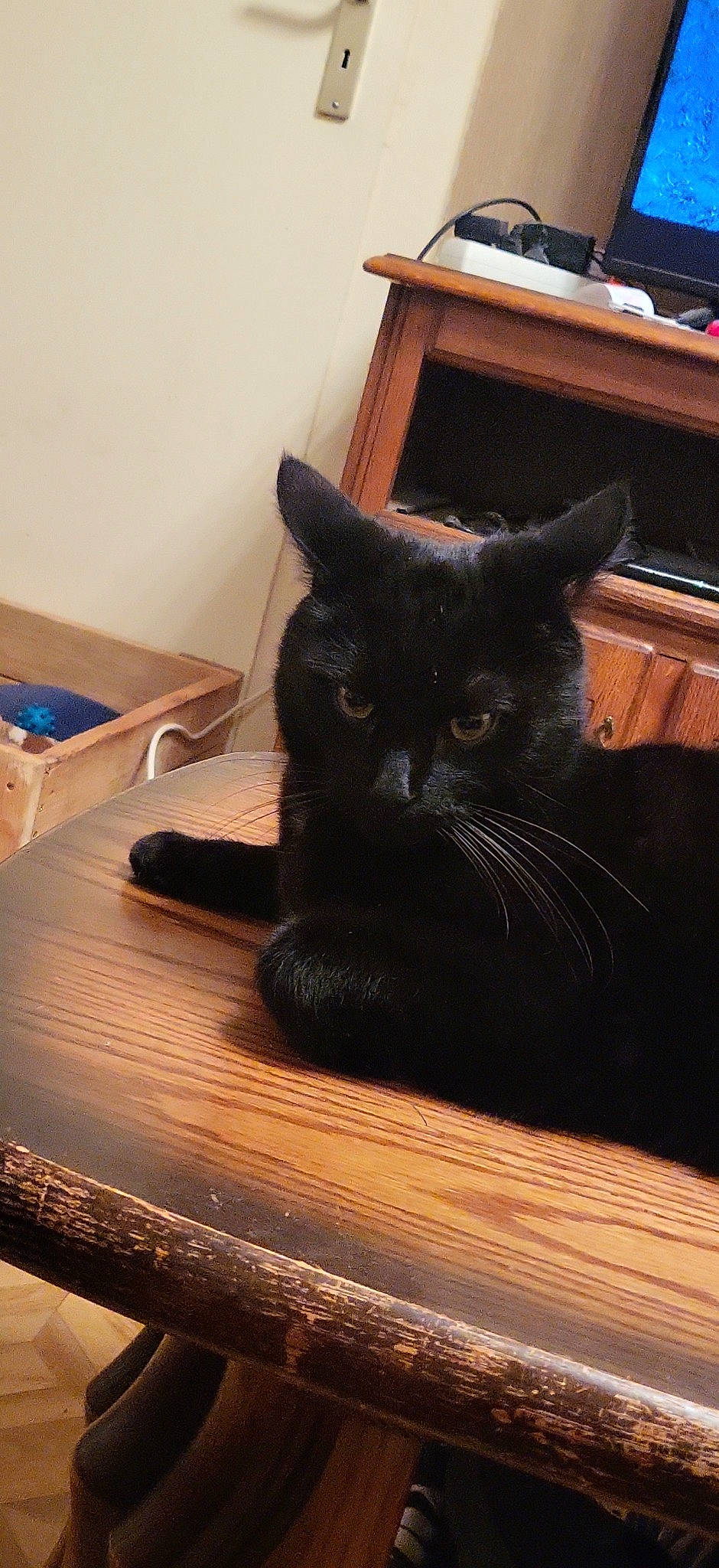 Pepsi a rejoint le concours — aidez-le/la à gagner de superbes lots ! black_cat, box, cabinetry, carnivore, cat, chest_of_drawers, comfort, domestic_short_haired_cat, drawer, felidae, flooring, fur, hardwood, room, small_to_medium_sized_cats, tail, whiskers, window, wood, wood_stain