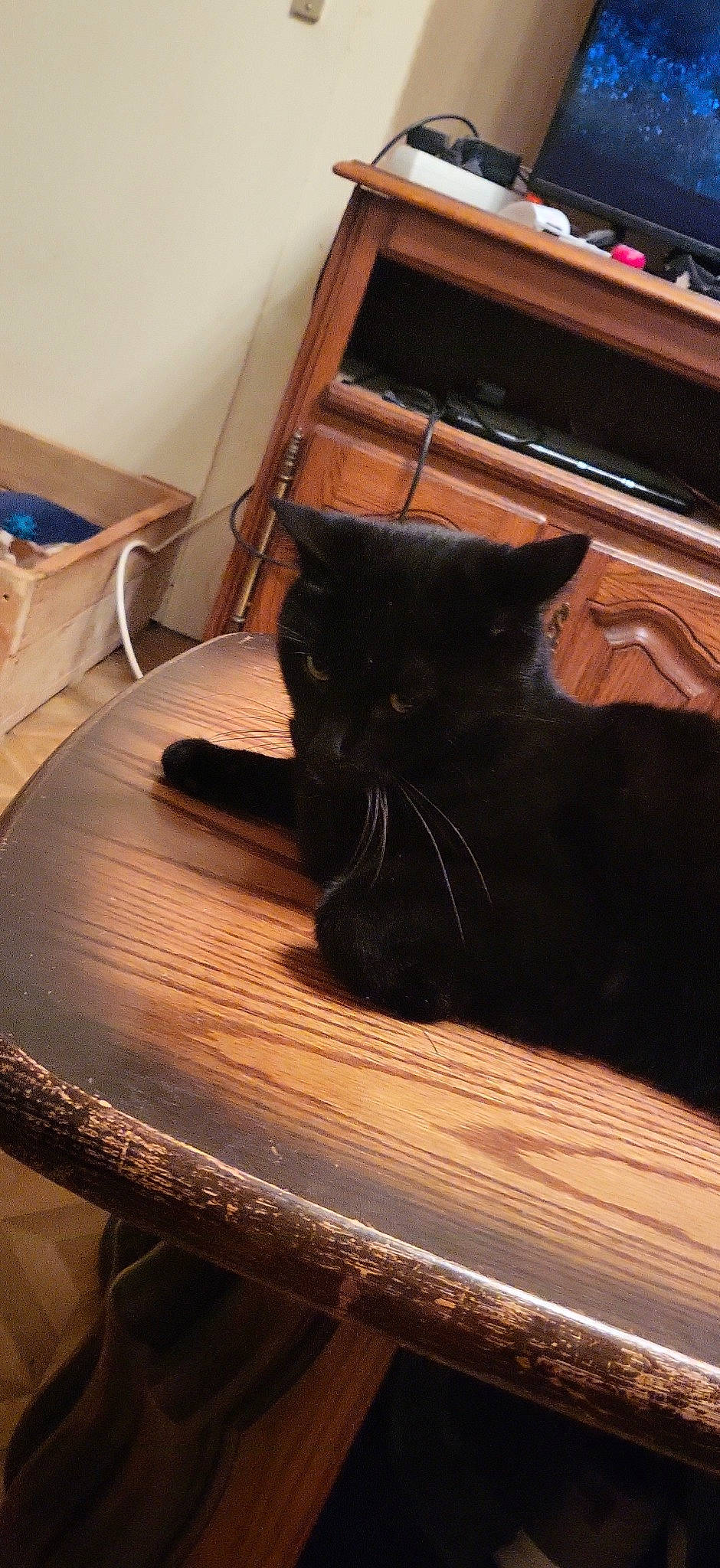 Pepsi participe au concours pour gagner de l'argent avec cette photo : brown, carnivore, cat, comfort, domestic_short_haired_cat, drawer, felidae, floor, flooring, furniture, hardwood, house, rectangle, room, small_to_medium_sized_cats, tail, tints_and_shades, whiskers, wood, wood_stain
