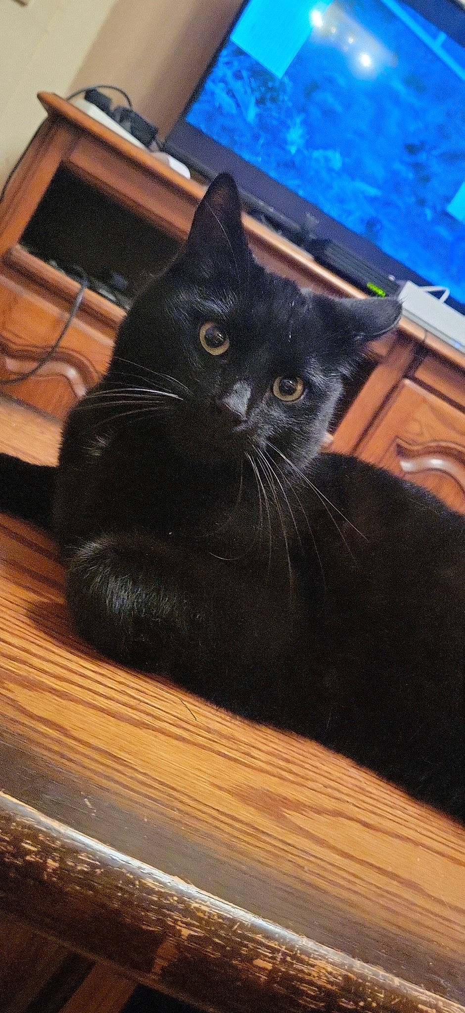 Pepsi participe au concours pour gagner de l'argent avec cette photo : black_cat, box, carnivore, cat, comfort, domestic_short_haired_cat, felidae, floor, flooring, fur, hardwood, small_to_medium_sized_cats, snout, tail, tints_and_shades, varnish, whiskers, window, wood, wood_stain