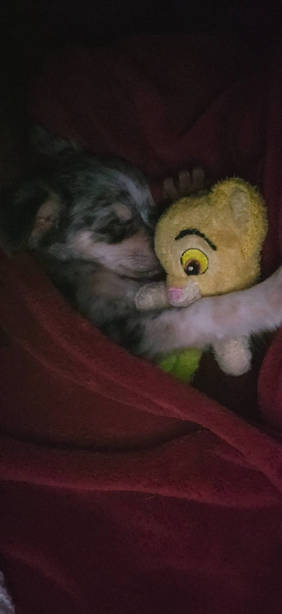 Blue a rejoint le concours — aidez-le/la à gagner de superbes lots ! baby_toys, bed, couch, darkness, ear, eyebrow, fawn, felidae, fur, hair, iris, plush, small_to_medium_sized_cats, snout, stuffed_toy, tail, teddy_bear, toy, whiskers, wool