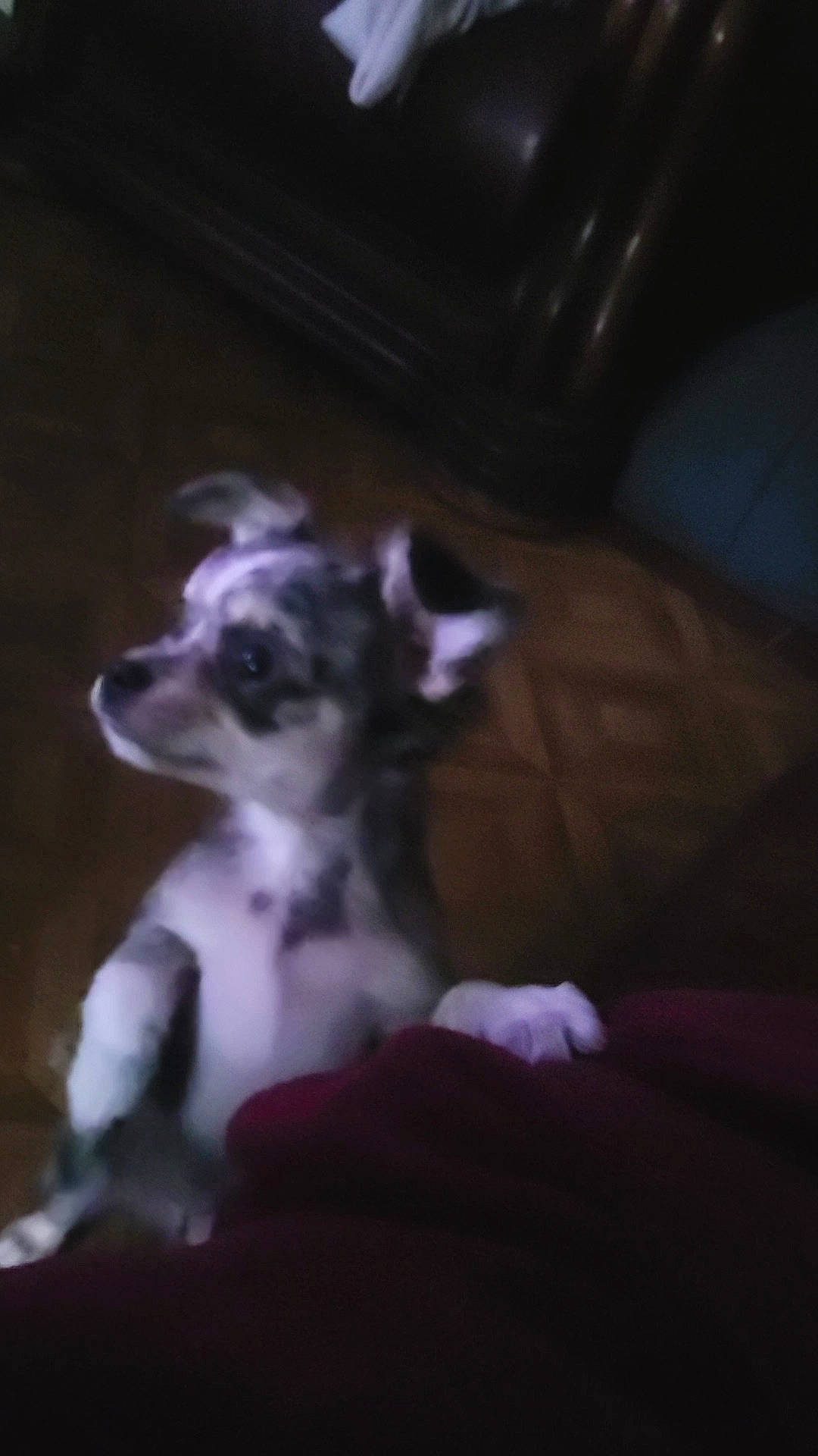 Blue a rejoint le concours — aidez-le/la à gagner de superbes lots ! canidae, carnivore, companion_dog, darkness, dog, dog_breed, fawn, fur, magenta, non_sporting_group, purple, snout, sporting_group, tail, terrestrial_animal, toy_dog, whiskers