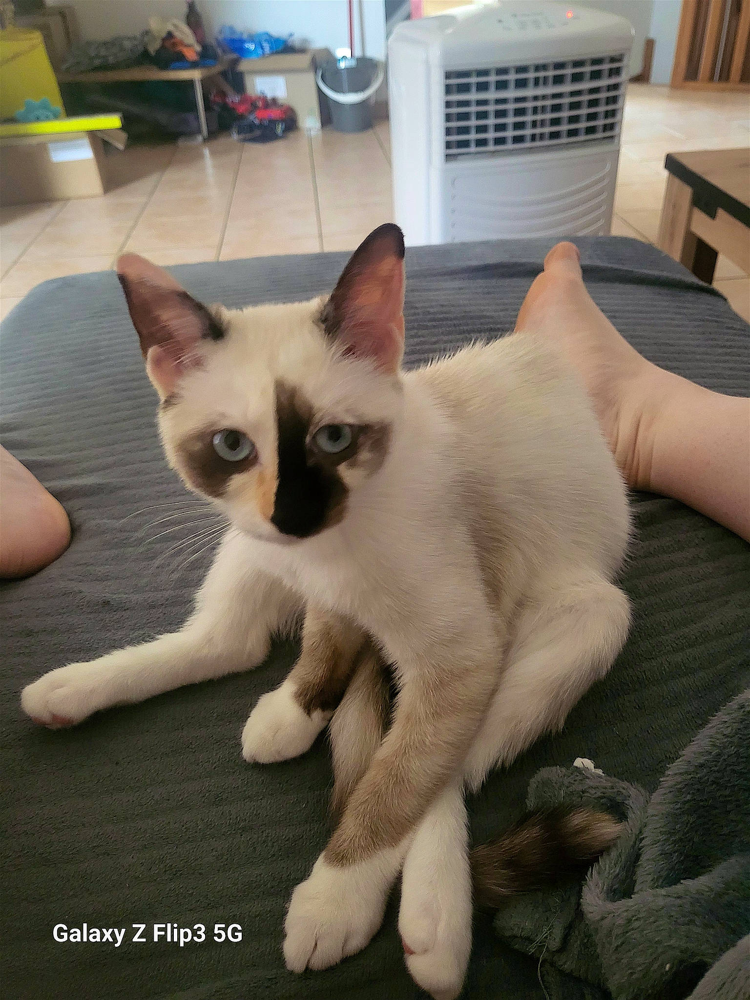 Ulysse a rejoint le concours — aidez-le/la à gagner de superbes lots ! carnivore, cat, chair, comfort, domestic_short_haired_cat, drawer, fang, felidae, flooring, fur, kitchen_appliance, paw, small_to_medium_sized_cats, snout, tail, thai, whiskers