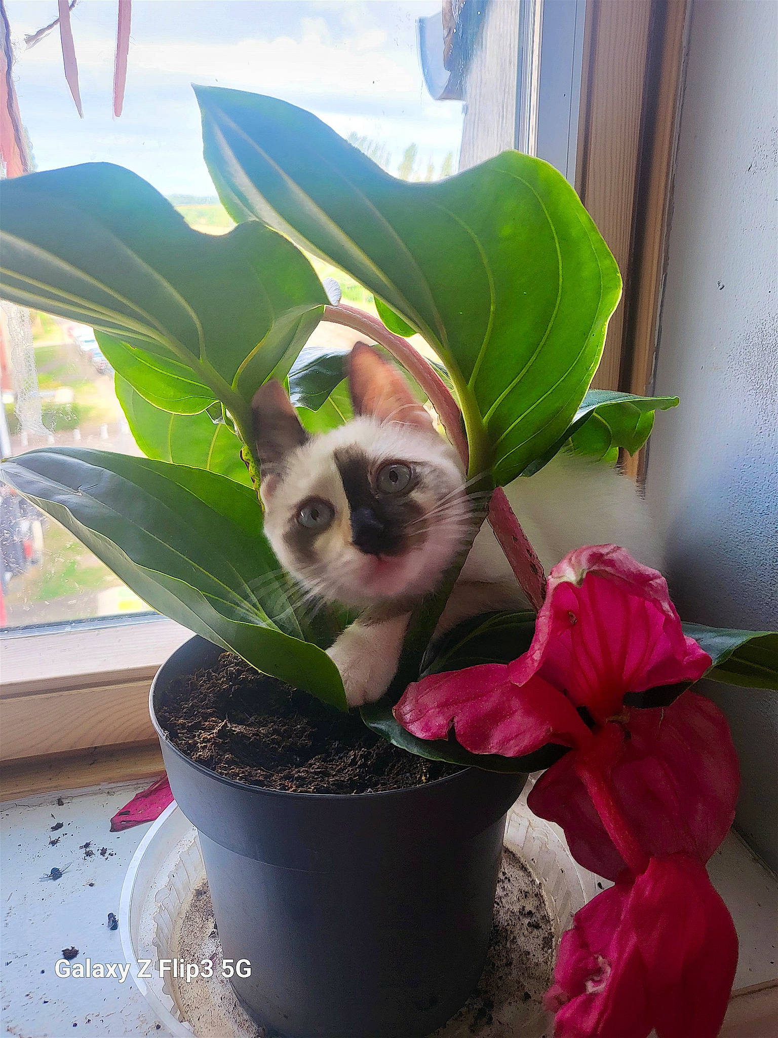 Ulysse a rejoint le concours — aidez-le/la à gagner de superbes lots ! annual_plant, botany, carnivore, cat, collar, companion_dog, fawn, felidae, flower, flowerpot, grass, herbaceous_plant, houseplant, pet_supply, plant, sky, small_to_medium_sized_cats, snout, terrestrial_plant, whiskers