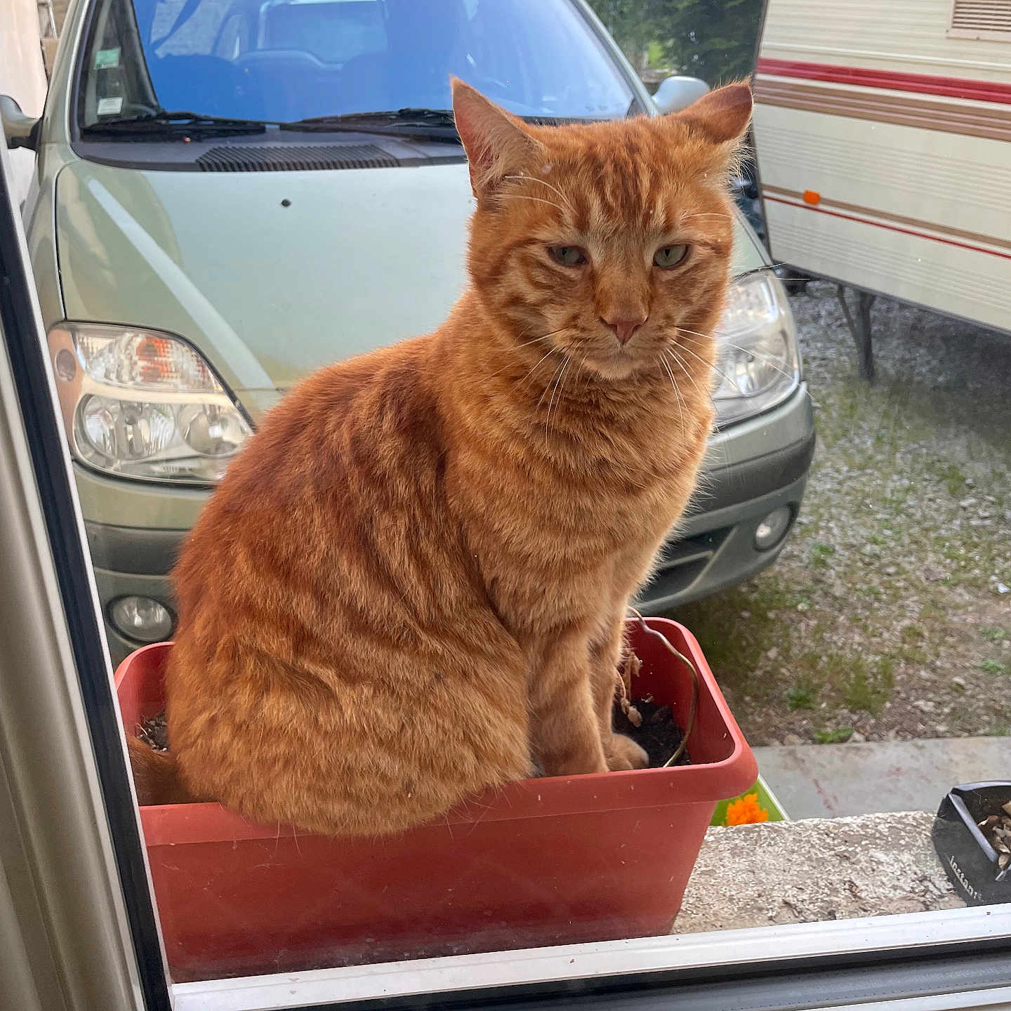Garfield