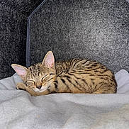 Basile a rejoint le concours — aidez-le/la à gagner de superbes lots ! kitten, cat, sleeping, tabby, pet, animal, cozy, blanket, indoor, cute, fur, whiskers, ears, resting, young, domestic, feline, soft, comfort, house