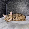 kitten, cat, sleeping, tabby, pet, animal, cozy, blanket, indoor, cute, fur, whiskers, ears, resting, young, domestic, feline, soft, comfort, house