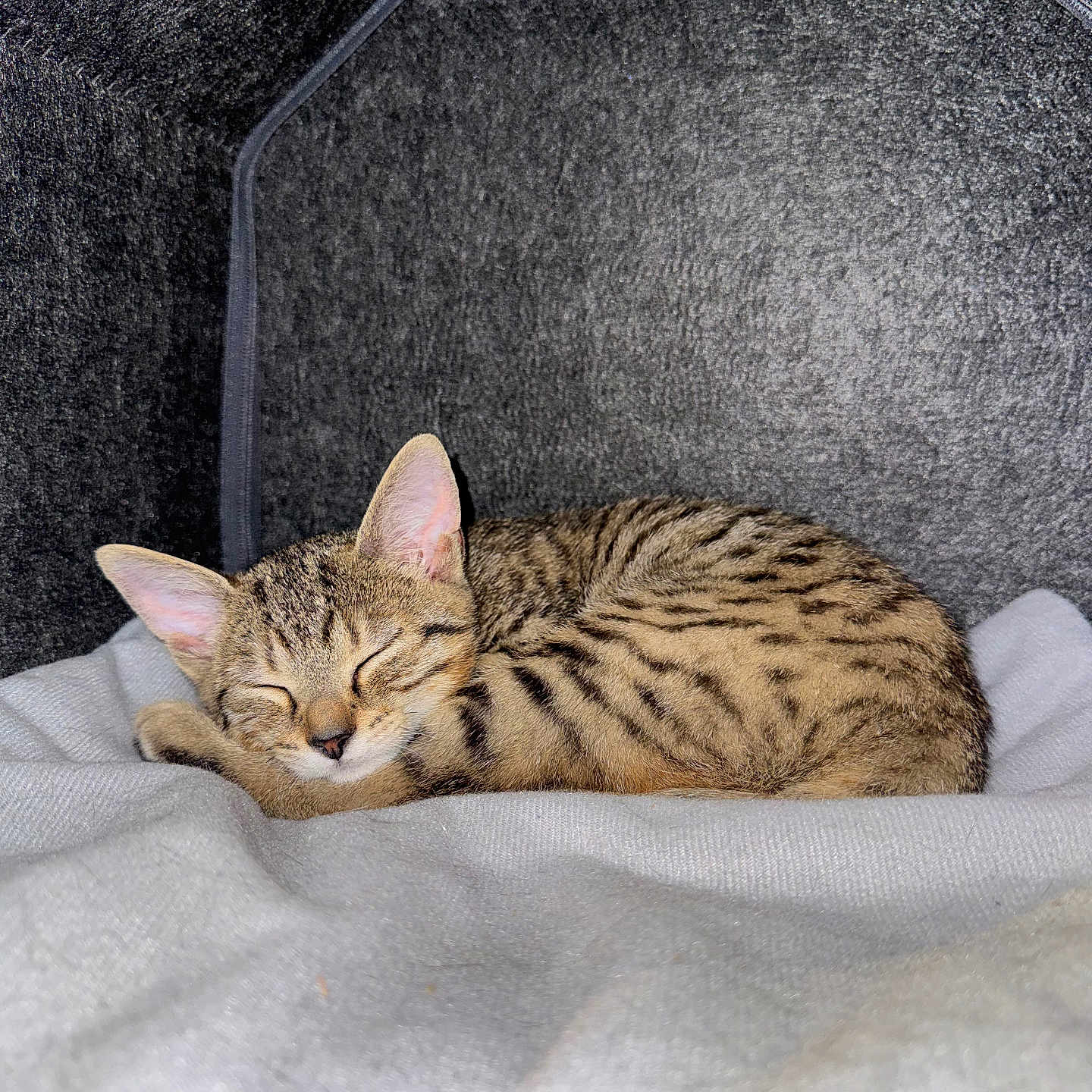 Basile a rejoint le concours — aidez-le/la à gagner de superbes lots ! kitten, cat, sleeping, tabby, pet, animal, cozy, blanket, indoor, cute, fur, whiskers, ears, resting, young, domestic, feline, soft, comfort, house