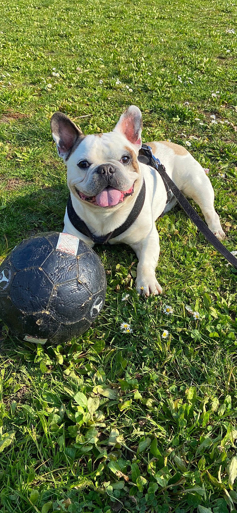 Leo