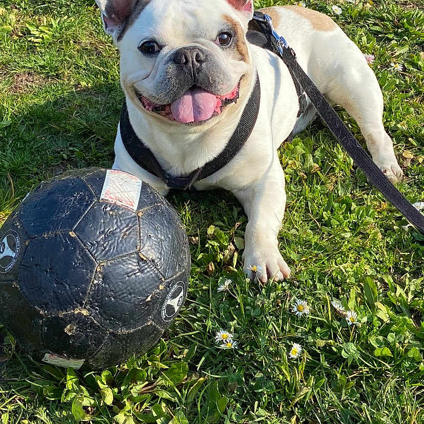 Leo