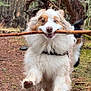 dog, running, stick, forest, trail, outdoor, animal, canine, nature, playful, fluffy, heterochromia, brown, white, fur, tree, stick_in_mouth, motion, happy, pet