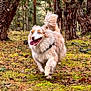 dog, running, forest, trees, moss, happy, outdoor, nature, canine, fur, tongue, blue_eyes, motion, daylight, wildlife, smiling, animal, playful, woodland, adventure