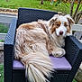 dog, outdoor_chair, purple_cushion, grass, tree, fence, stone_wall, heterochromia, fluffy_tail, relaxed, curious, nature, pet, brown_and_white, canine, seat, garden, daylight, animal, portrait