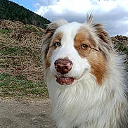 Taïgo participe au concours pour gagner de l'argent avec cette photo : dog, australian_shepherd, heterochromia, outdoor, nature, sky, clouds, hill, grass, dirt_path, fur, pet, animal, portrait, canine, white_fur, brown_fur, blue_eye, brown_eye, fluffy