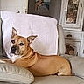 Rexa a rejoint le concours — aidez-le/la à gagner de superbes lots ! brown_eyes, canine, couch, dog, furniture, home, indoor, living_room, lying_down, pet, photography, pillow, pointed_ears, portrait, relaxed, short_hair, side_eye, sitting, sofa, tan_coat