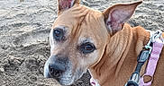 Rexa a rejoint le concours — aidez-le/la à gagner de superbes lots ! animal, beach, brown_dog, closeup, companionship, daylight, dog, focused, harness, large_ears, leash, outdoor, pet, playful, portrait, sand, shoreline, standing, walking, wrinkled_face