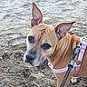 animal, beach, brown_dog, closeup, companionship, daylight, dog, focused, harness, large_ears, leash, outdoor, pet, playful, portrait, sand, shoreline, standing, walking, wrinkled_face