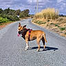 animal_portrait, asphalt, blue_sky, canine, clouds, country_road, dog, golden_grass, landscape, outdoor, pointed_ears, red_harness, rural, scenic, standing, sunlight, tan_dog, tongue_out, utility_poles, vegetation