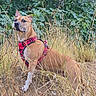 Rexa participe au concours pour gagner de l'argent avec cette photo : animal, brown_dog, canine, collar, dog, dry_grass, fig_leaves, grass, greenery, meadow, nature, outdoors, pet, plants, portrait, red_harness, short_hair, sitting, upright_ears, wildlife